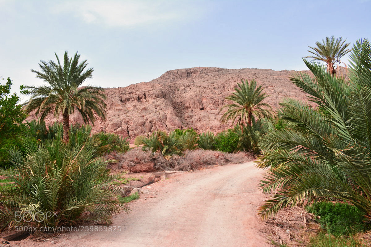 Nikon D7100 sample photo. Untitled photography