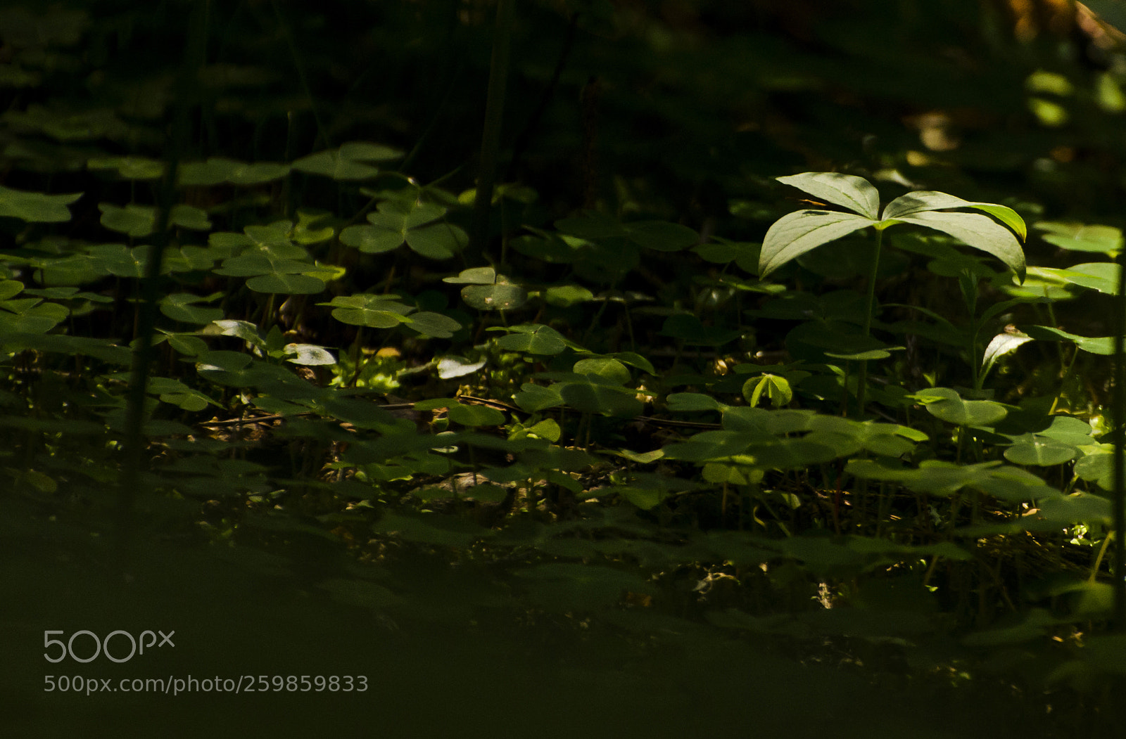 Nikon D5100 sample photo. Detail photography