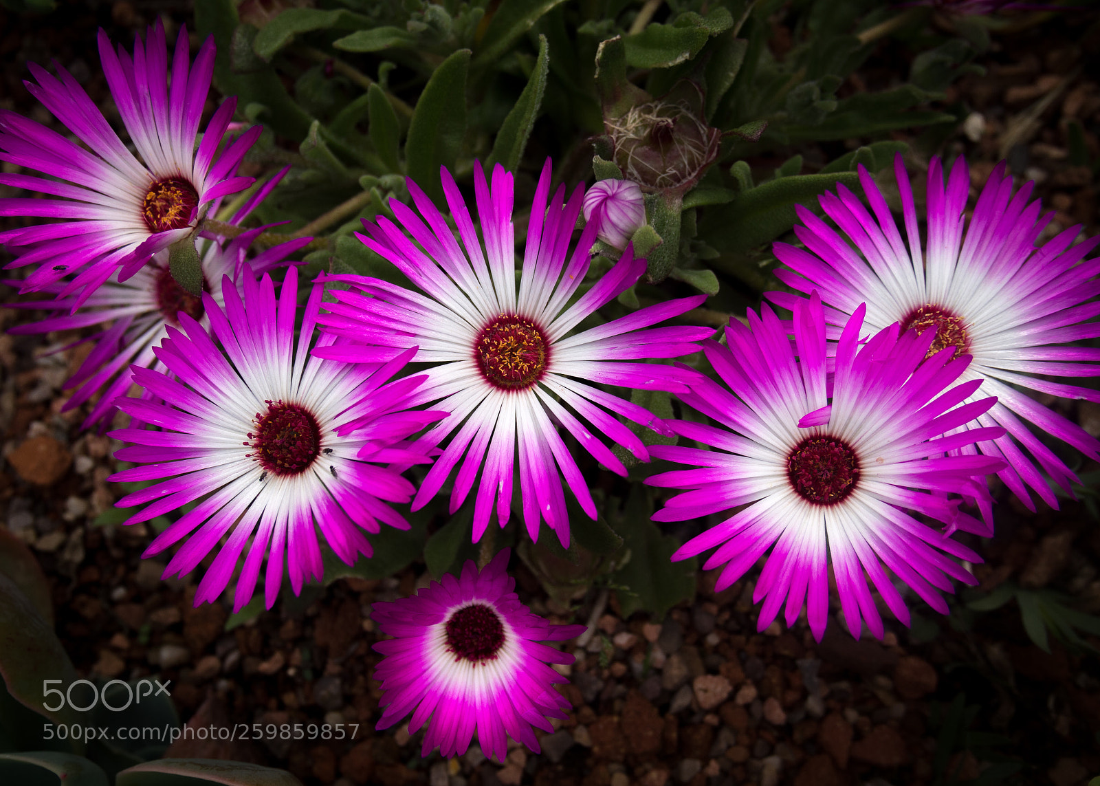 Olympus OM-D E-M5 sample photo. Purple flowers photography