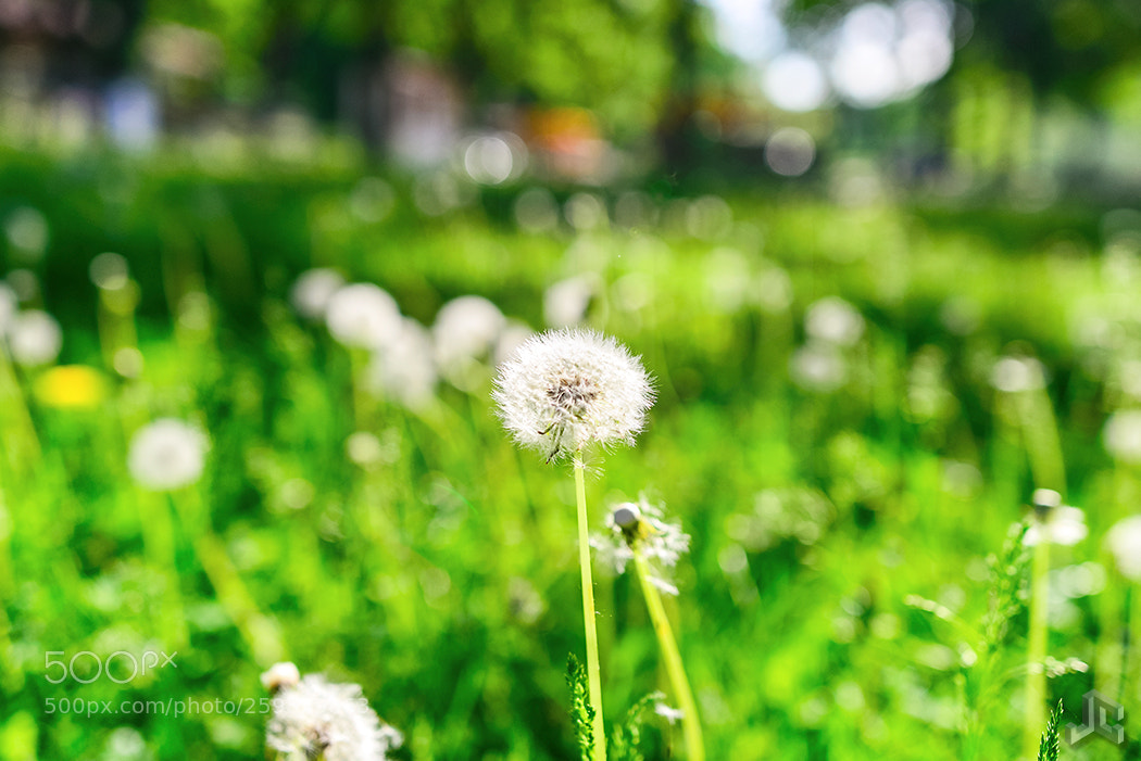 Nikon D610 sample photo. Dandelion spring photography