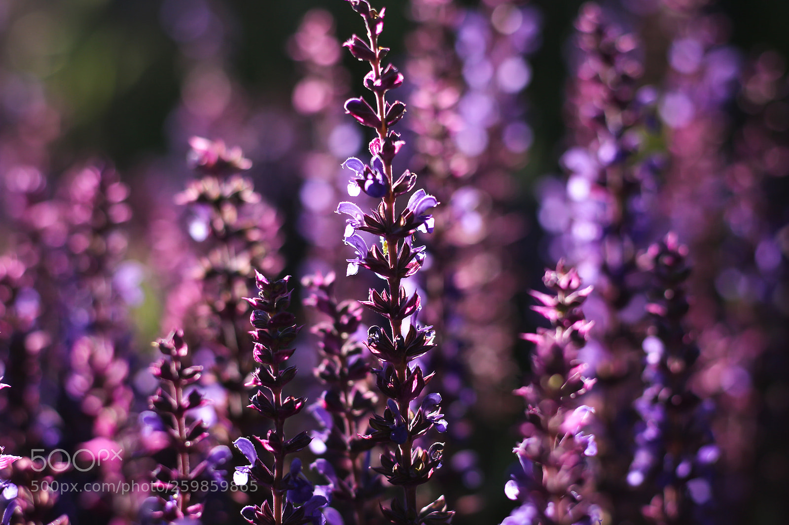 Canon EOS 700D (EOS Rebel T5i / EOS Kiss X7i) sample photo. Purple rain photography