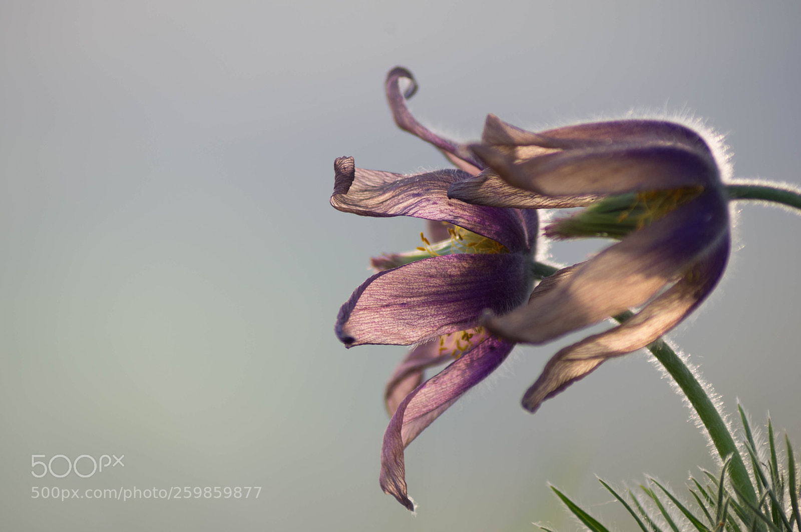 Pentax K-r sample photo. Anémone pulsatile photography