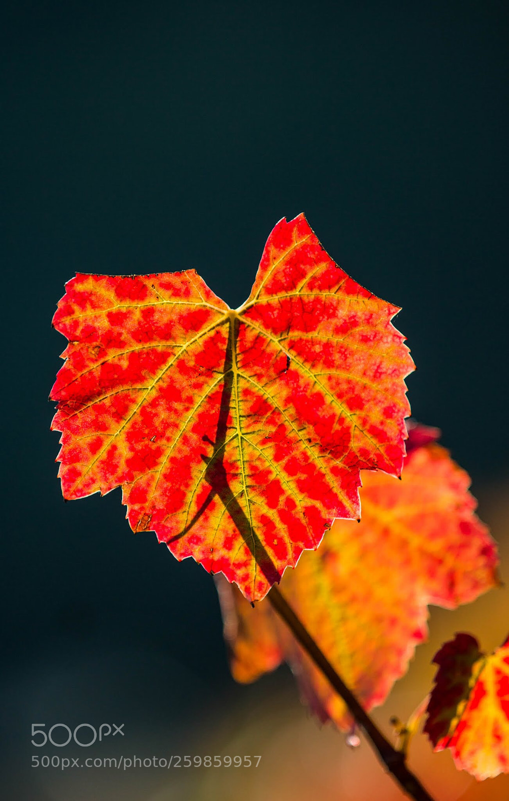 Canon EOS 70D sample photo. Autumn photography