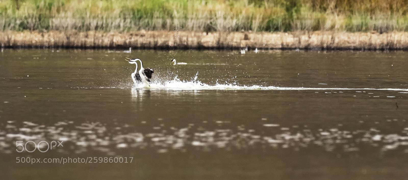 Canon EOS 7D Mark II sample photo. Dancing on water. photography