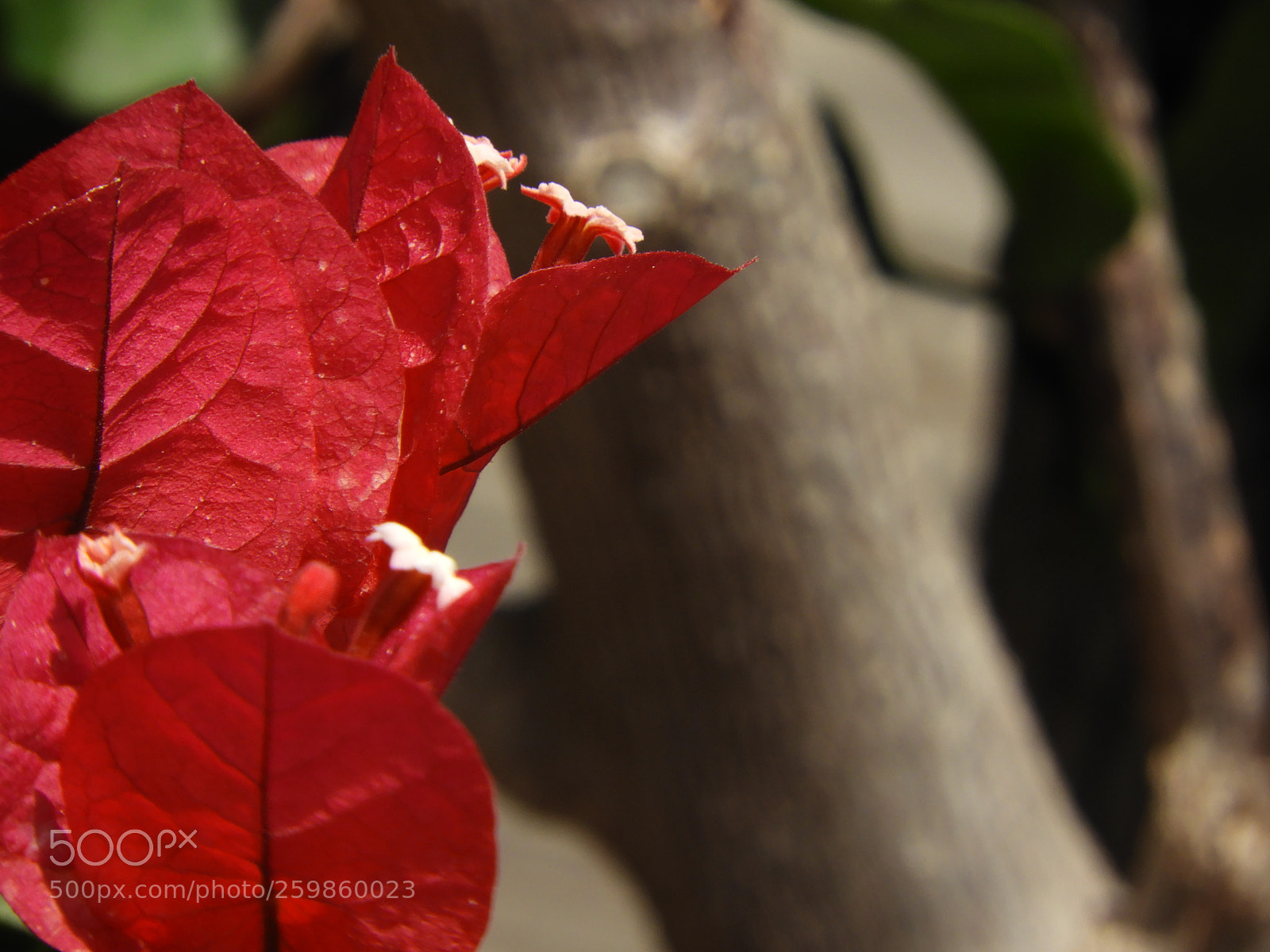 Nikon Coolpix B700 sample photo. Untitled photography