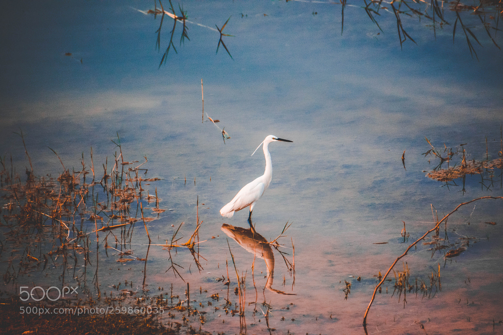 Nikon D3400 sample photo. The white swan photography