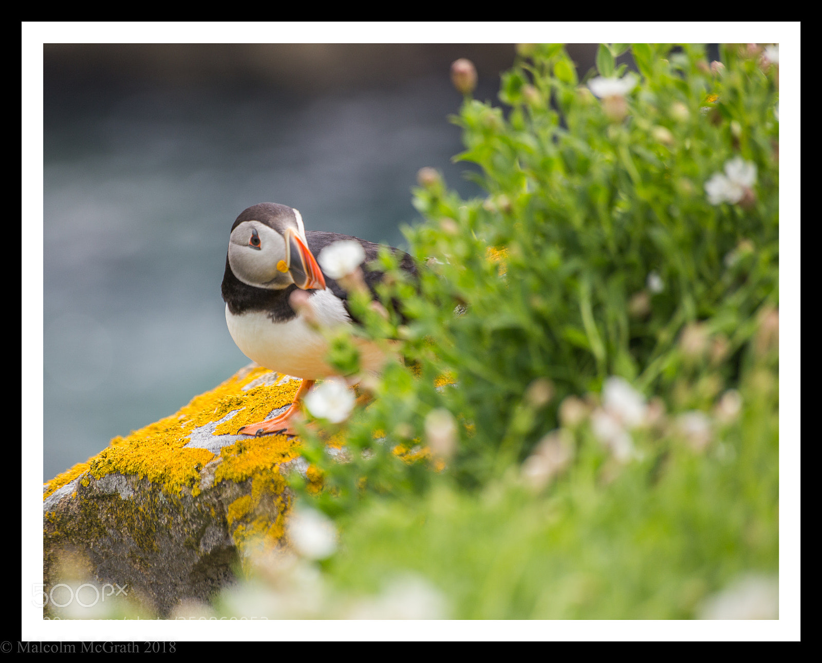 Canon EOS 6D sample photo. Saltees puffin photography