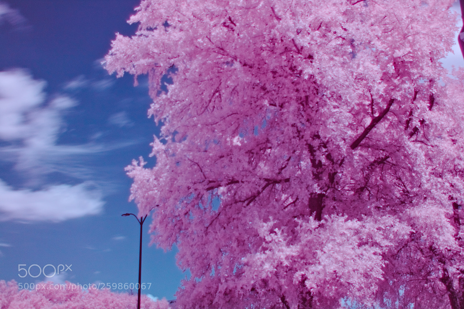 Canon EOS 750D (EOS Rebel T6i / EOS Kiss X8i) sample photo. Pink and blue and photography