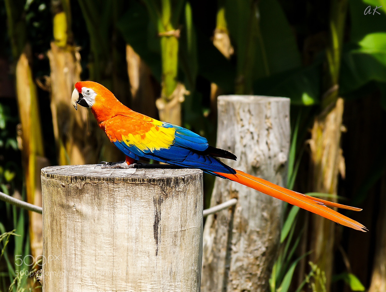 Sony SLT-A58 sample photo. Jungle queen photography