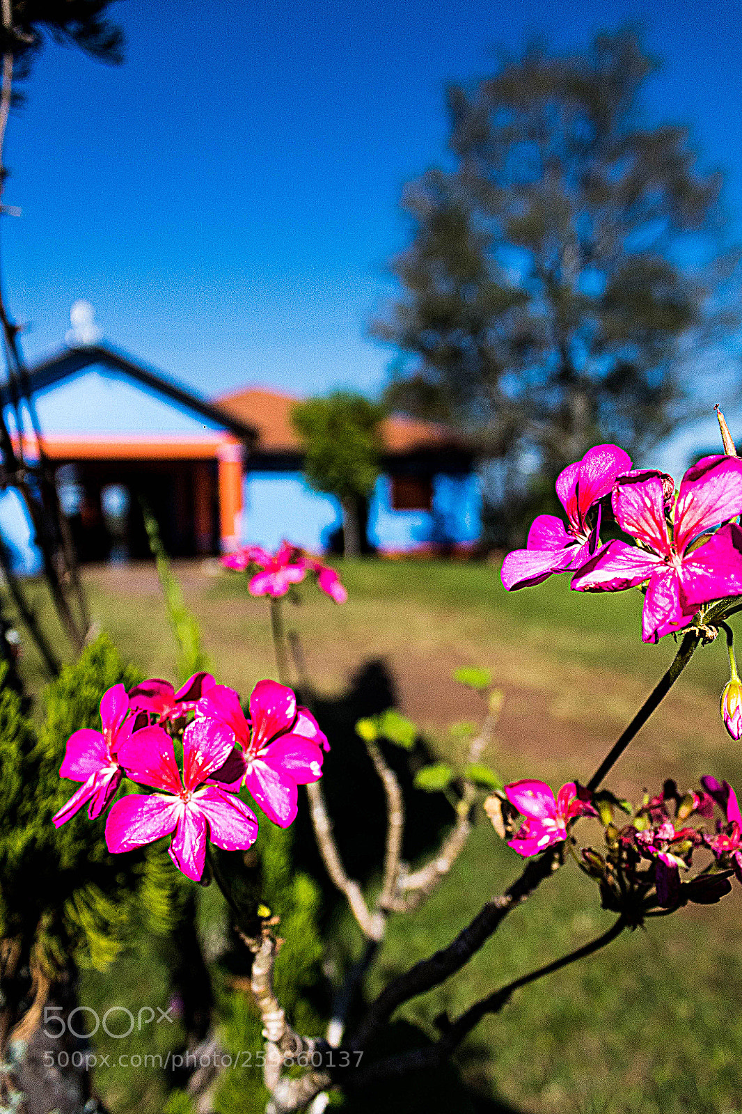 Canon EOS 1300D (EOS Rebel T6 / EOS Kiss X80) sample photo. Flores em casa photography