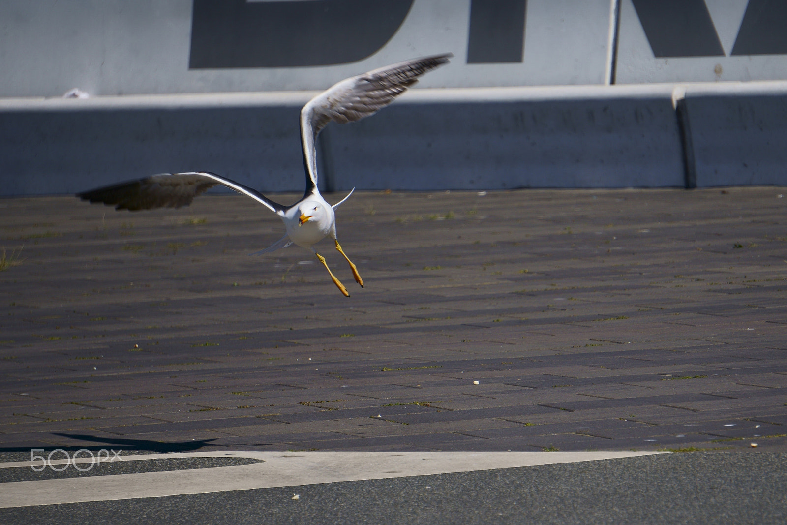 Sony E 55-210mm F4.5-6.3 OSS sample photo. Die möwe im landeanflug photography