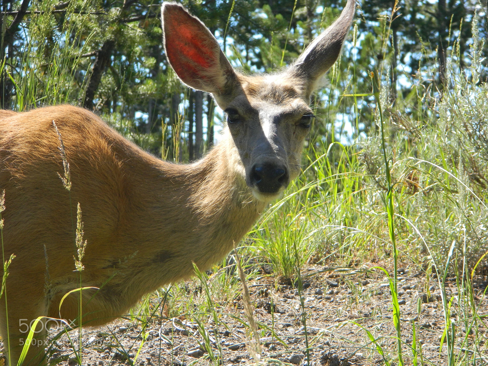Nikon Coolpix L120 sample photo. Animals of many kinds photography