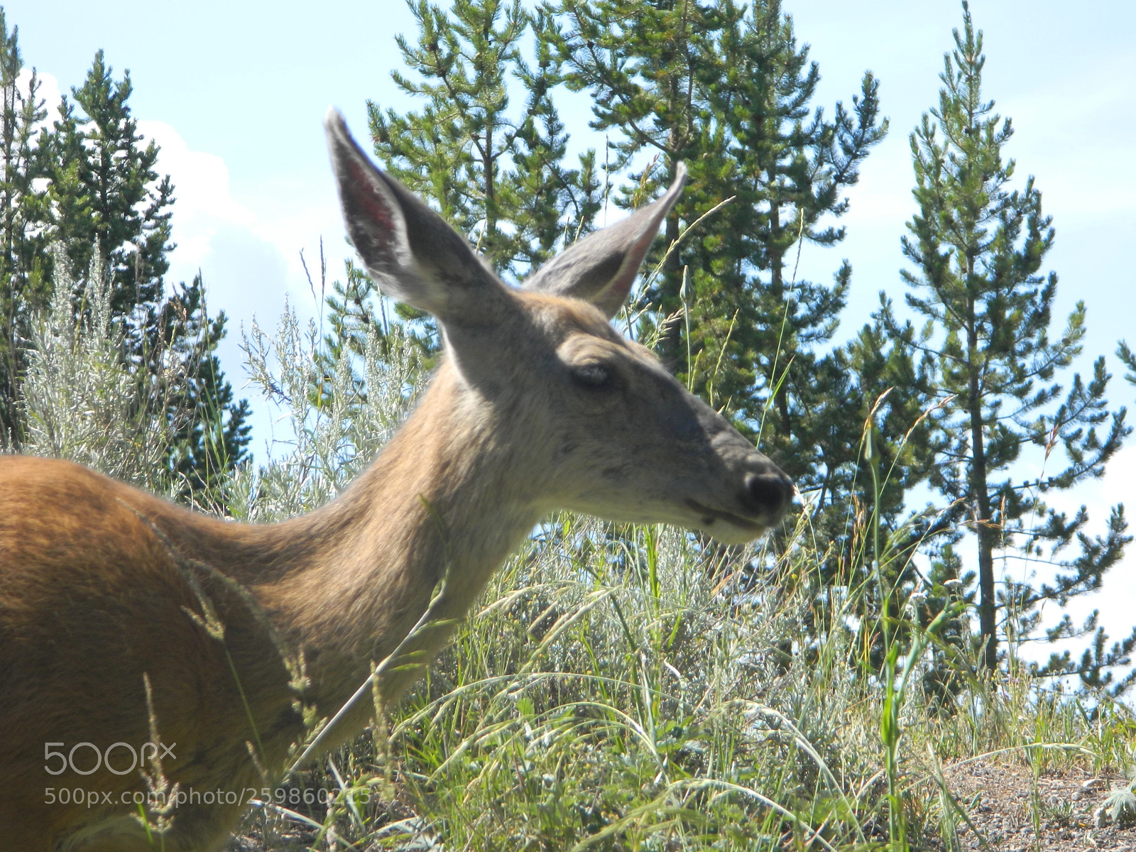 Nikon Coolpix L120 sample photo. Animals of many kinds photography