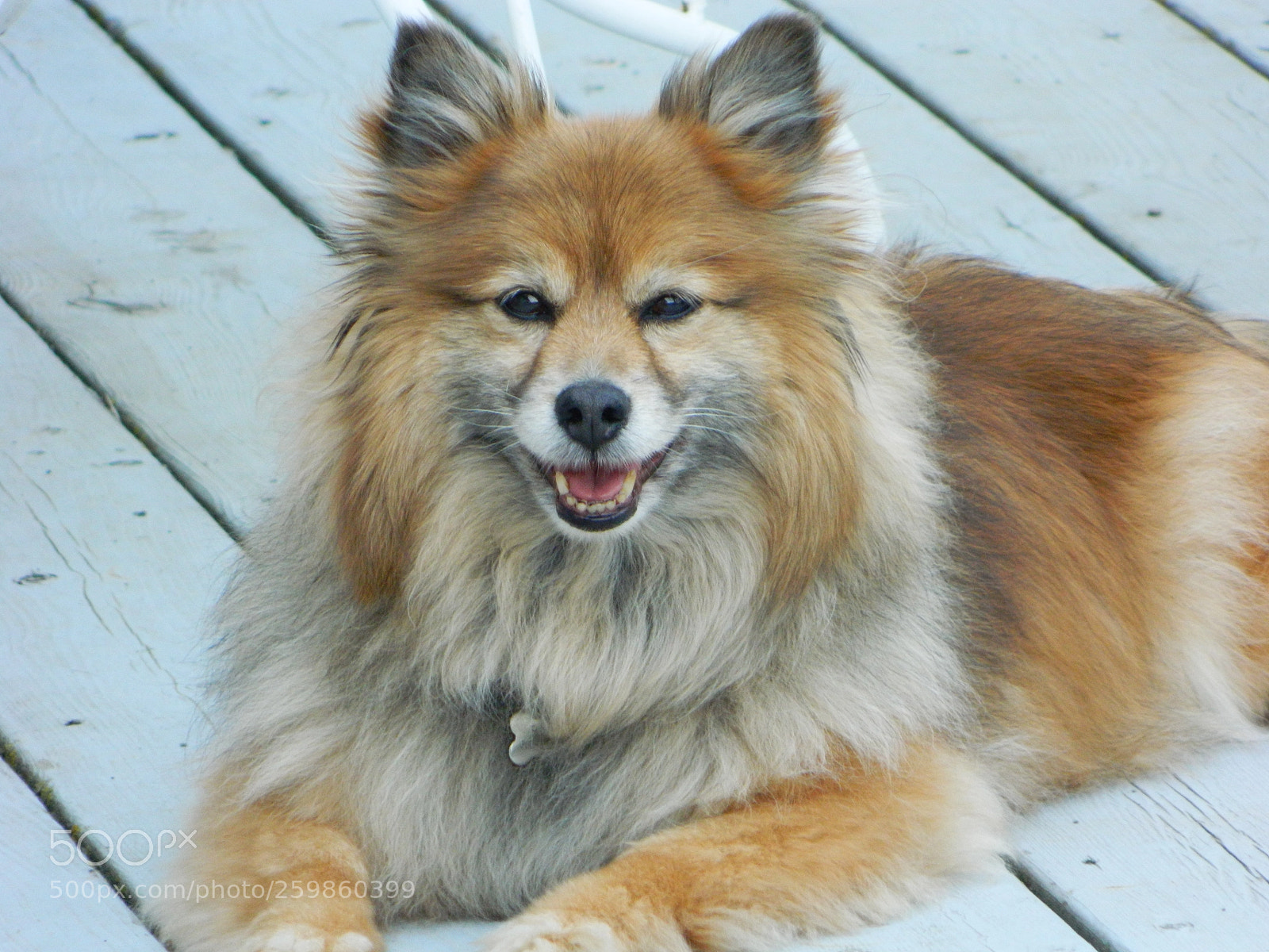 Nikon Coolpix L120 sample photo. Animals of many kinds photography