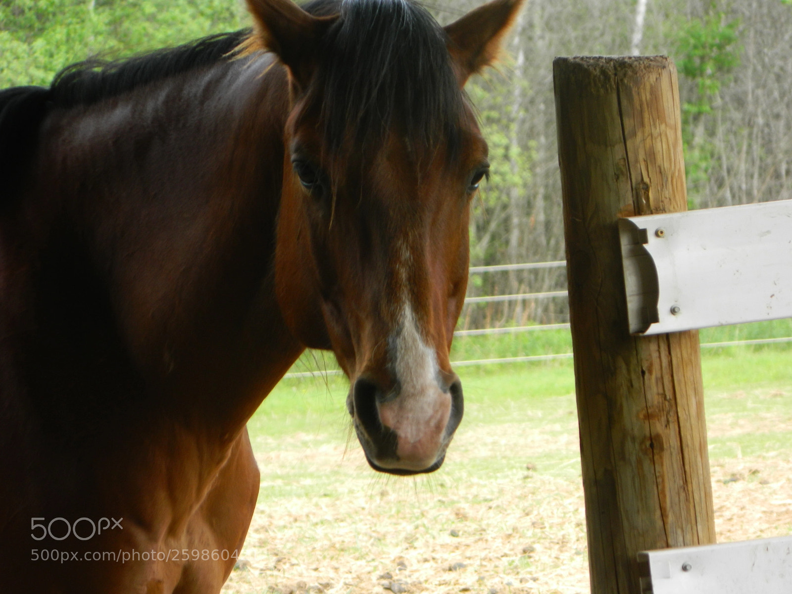 Nikon Coolpix L120 sample photo. Animals of many kinds photography