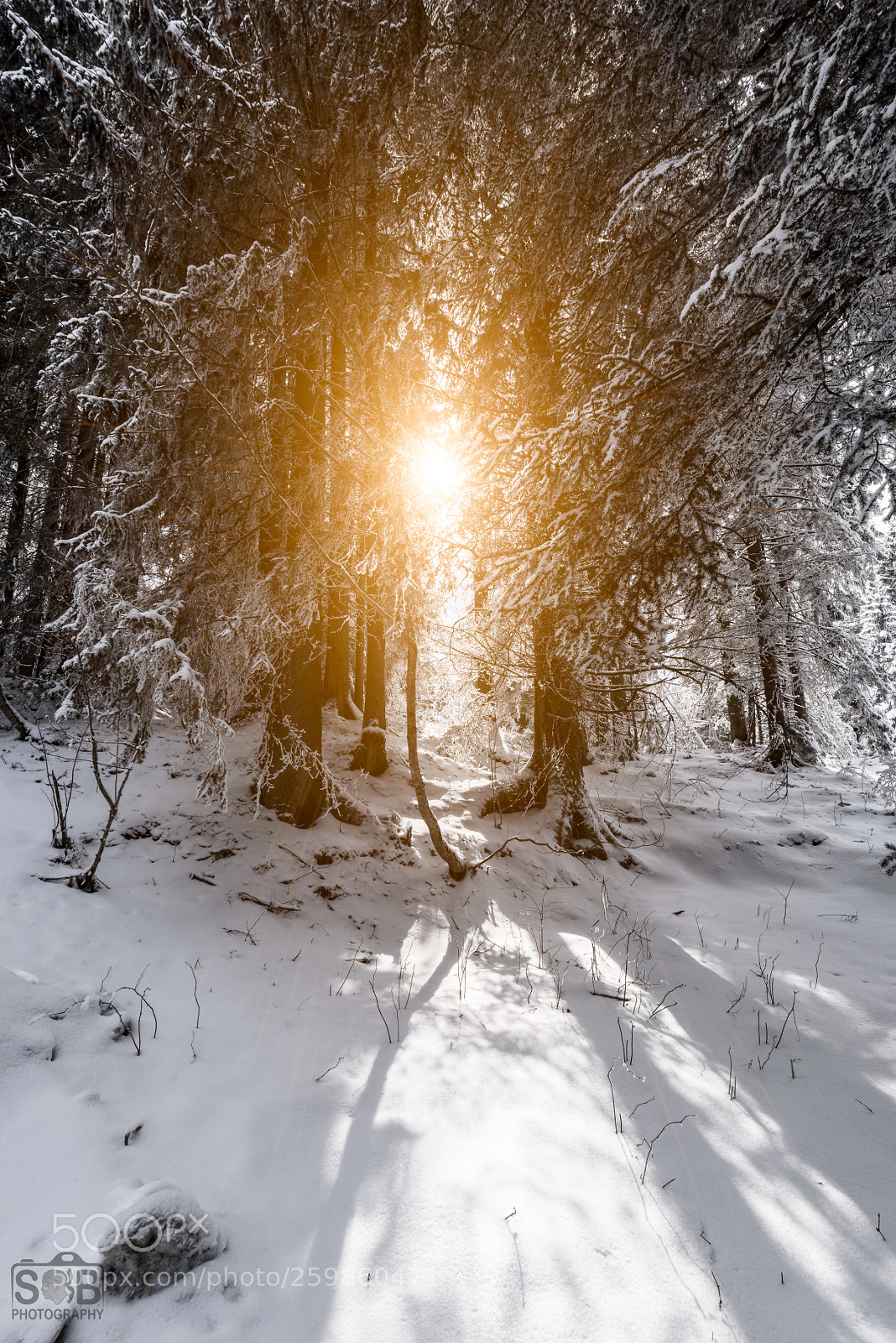 Nikon D810 sample photo. Engelberg winter landscape 35 photography