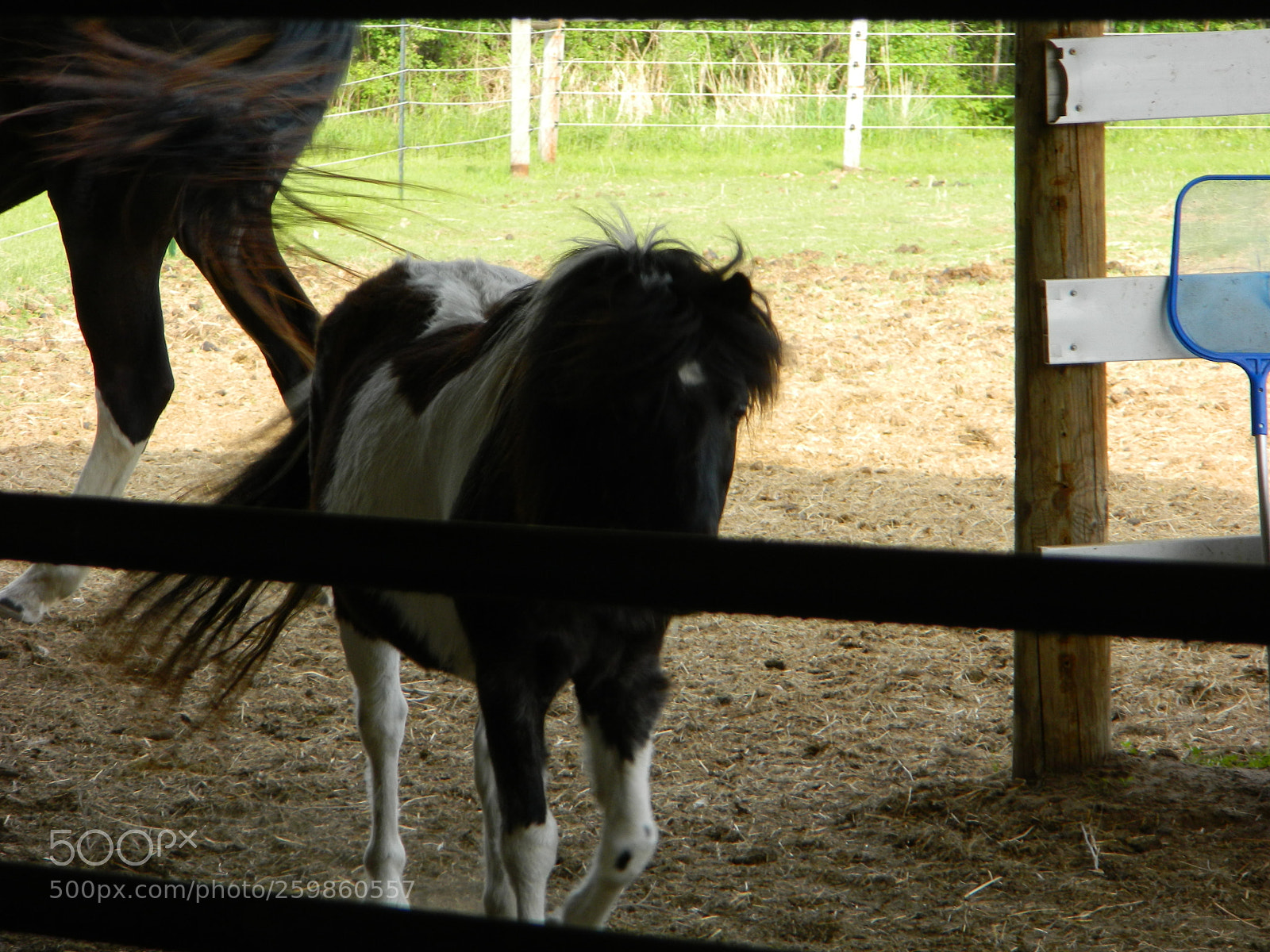 Nikon Coolpix L120 sample photo. Animals of many kinds photography