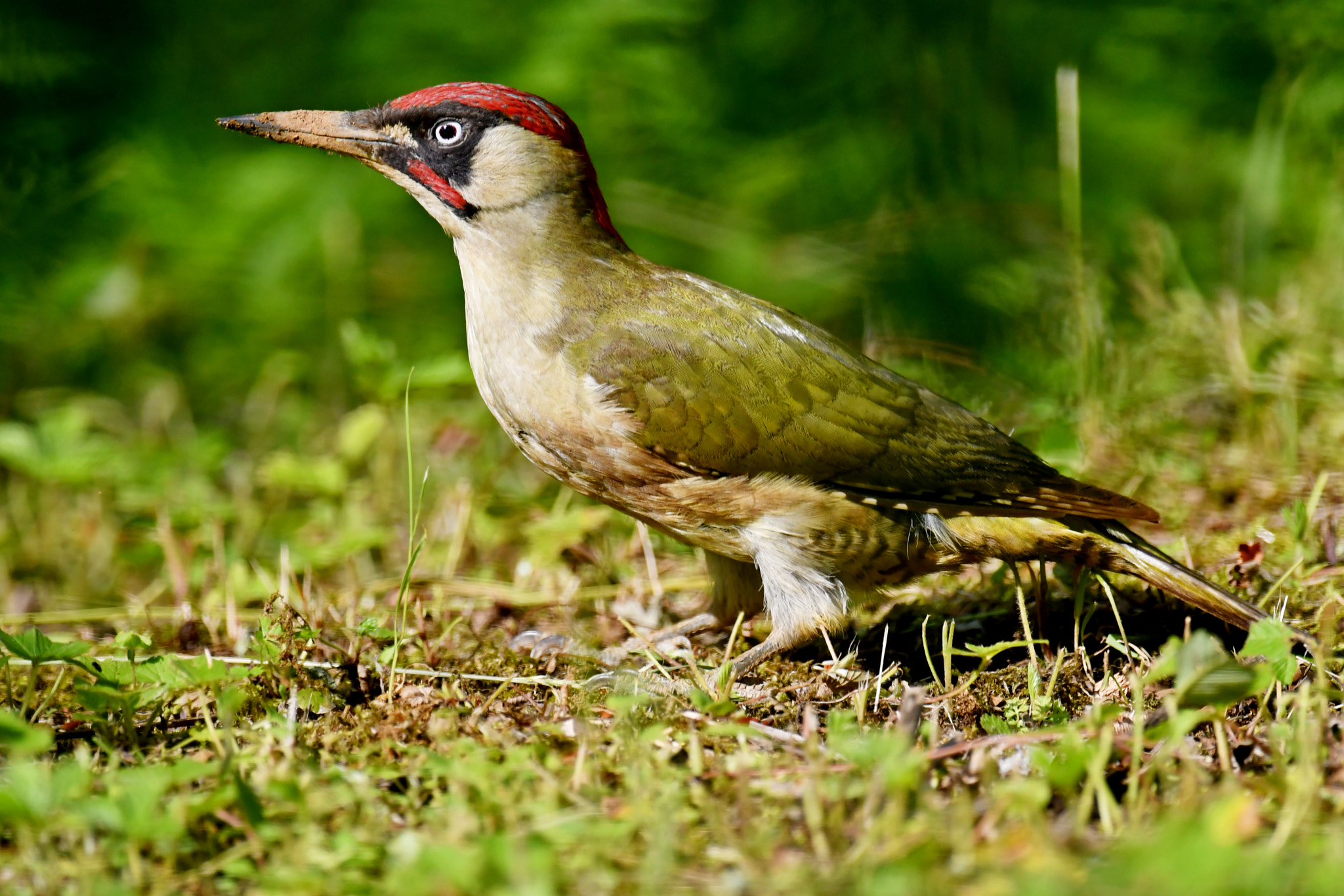 Nikon D500 + Nikon AF-S Nikkor 600mm F4G ED VR sample photo. Green woodpecker photography