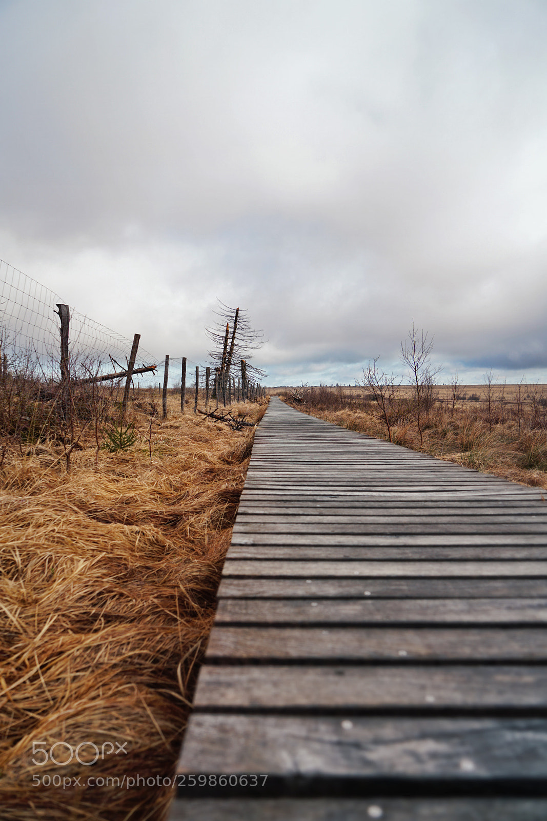 Sony a7R II sample photo. High fens photography