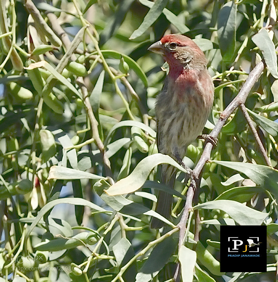 Nikon D5 sample photo. House finch{sparrow} photography