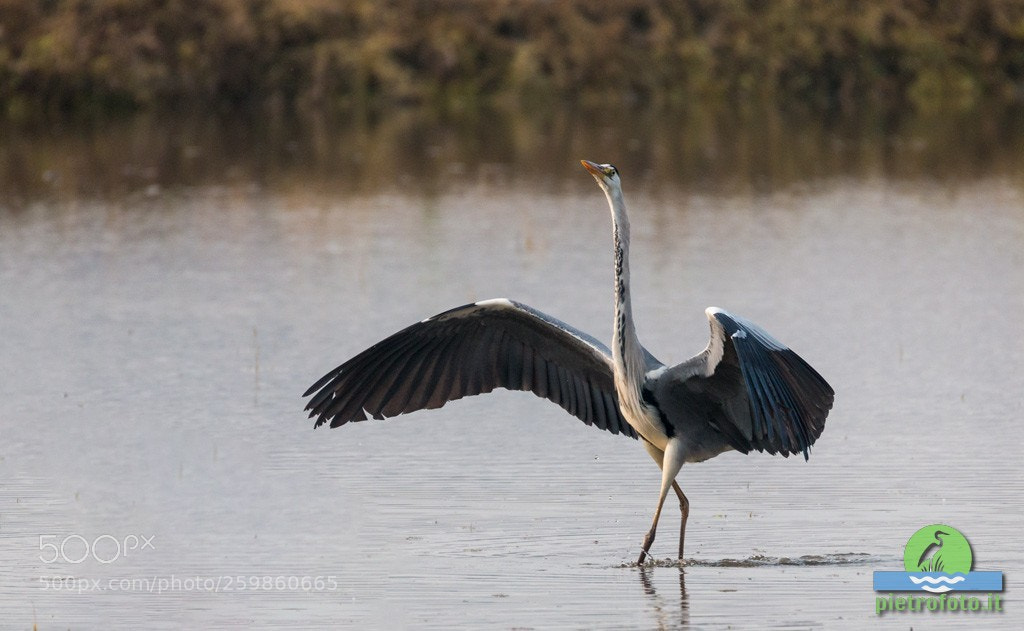 Canon EOS 70D sample photo. The dance of the photography