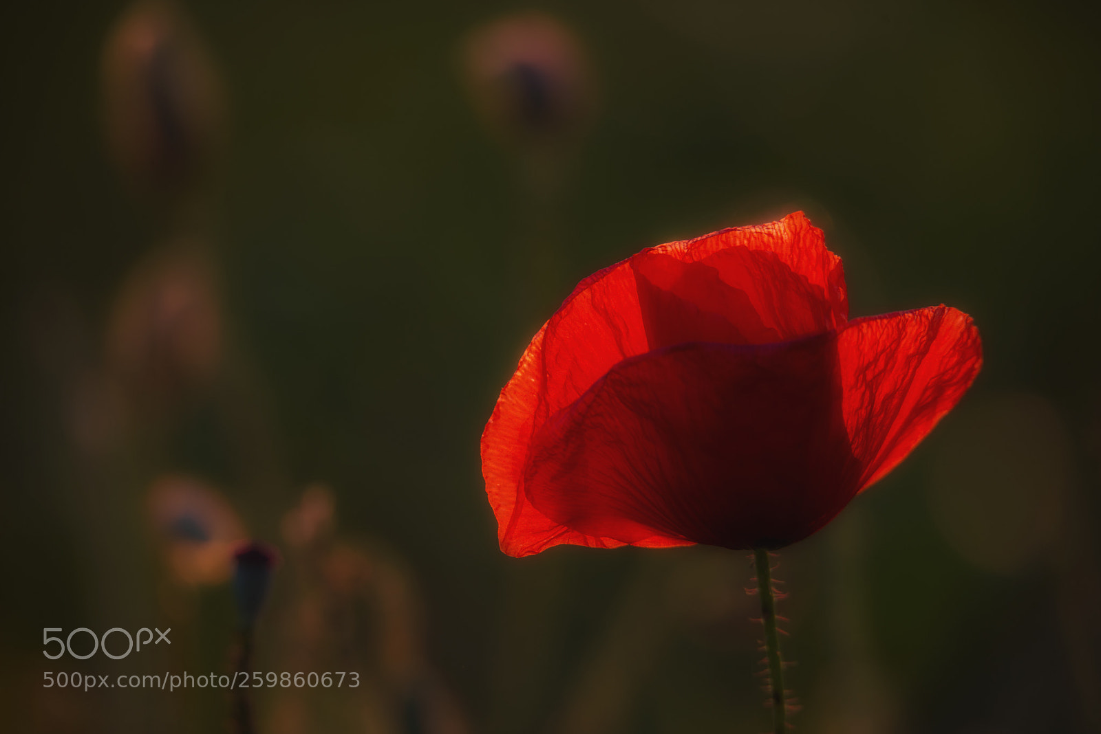 Nikon D610 sample photo. Spring red photography