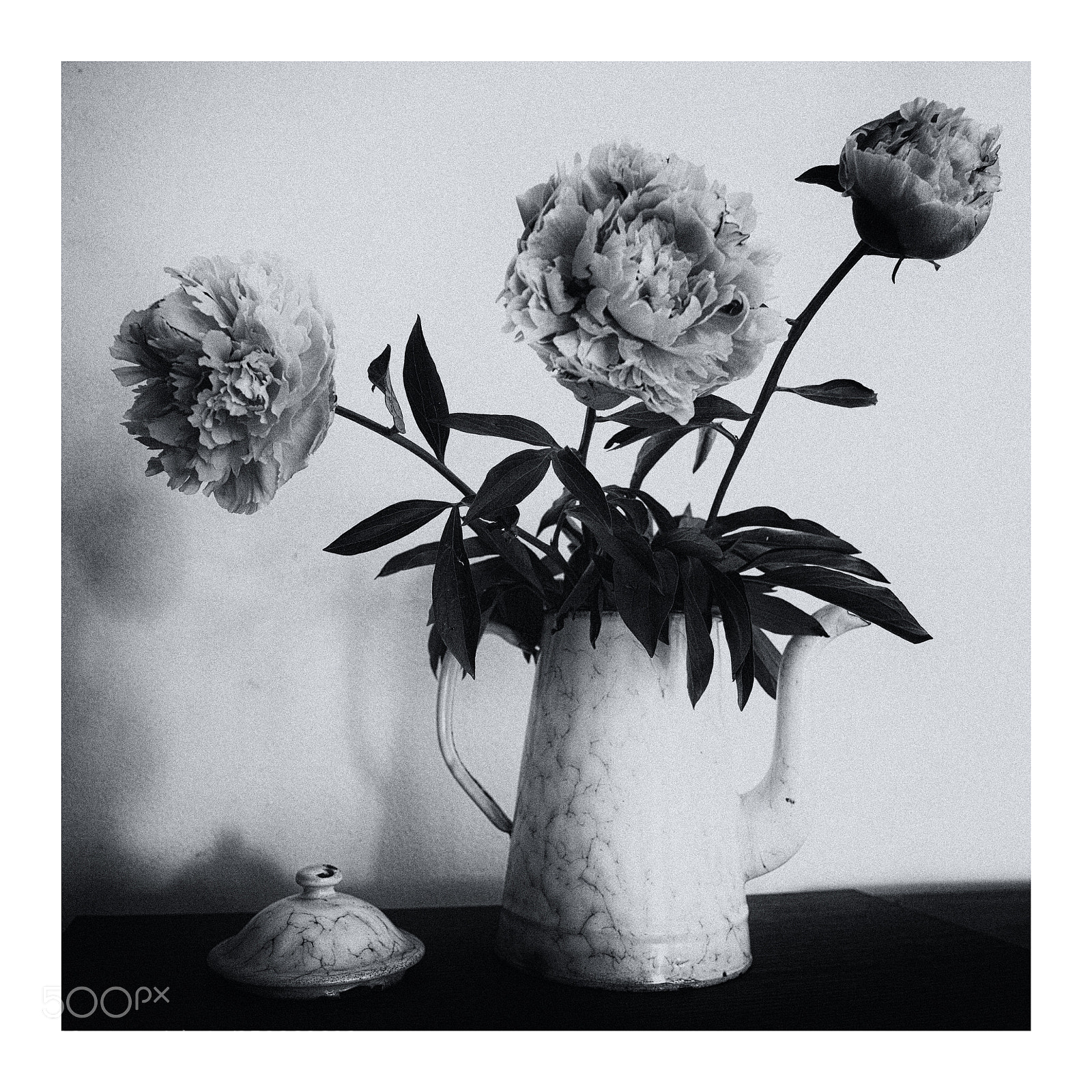 Canon EOS 5D Mark II sample photo. Peony photography