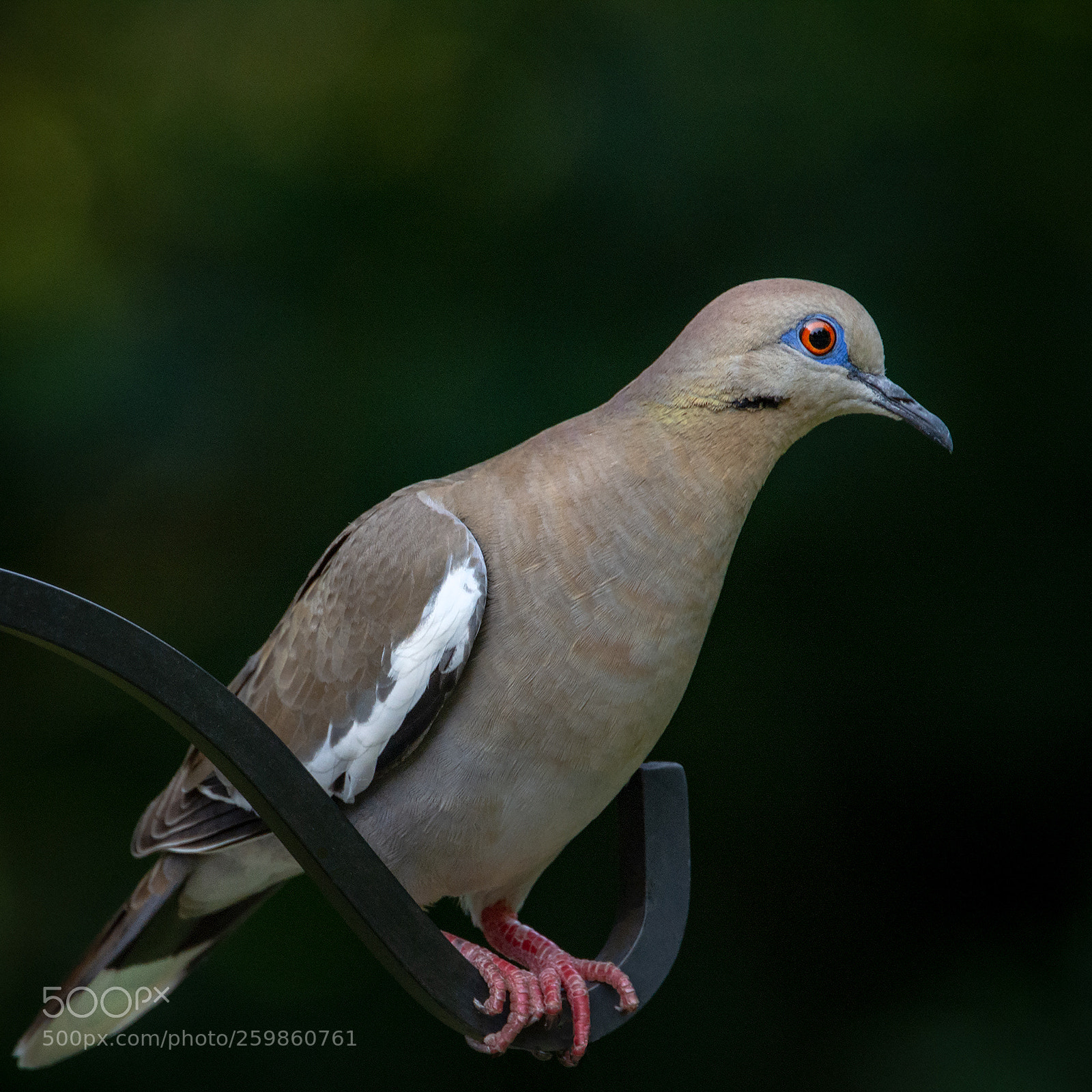 Nikon D7100 sample photo. White-winged dove photography