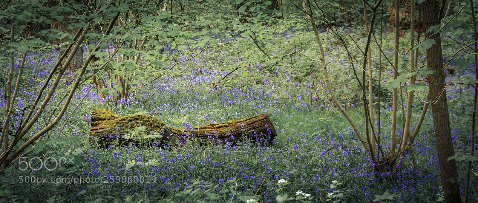 Canon EOS 60D sample photo. Bluebells iv photography