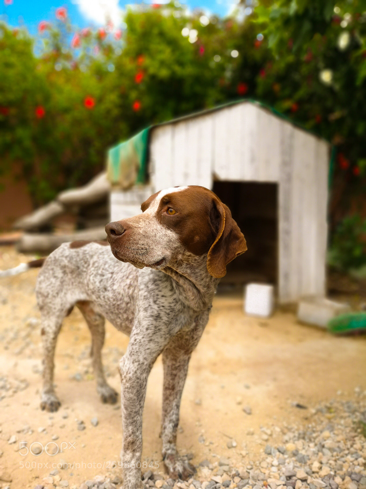 HUAWEI CLT-L29 sample photo. Dog photography