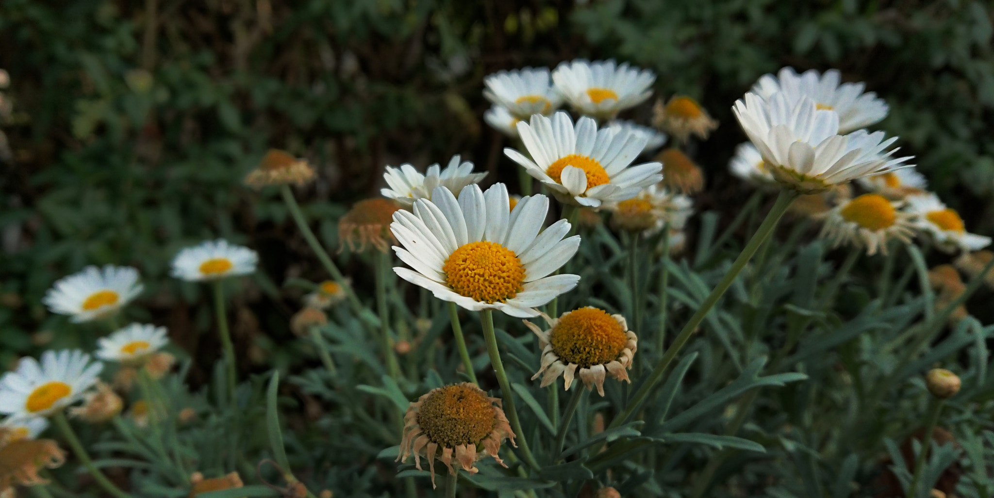 Sony Xperia XZ Premium sample photo. Margaritten photography