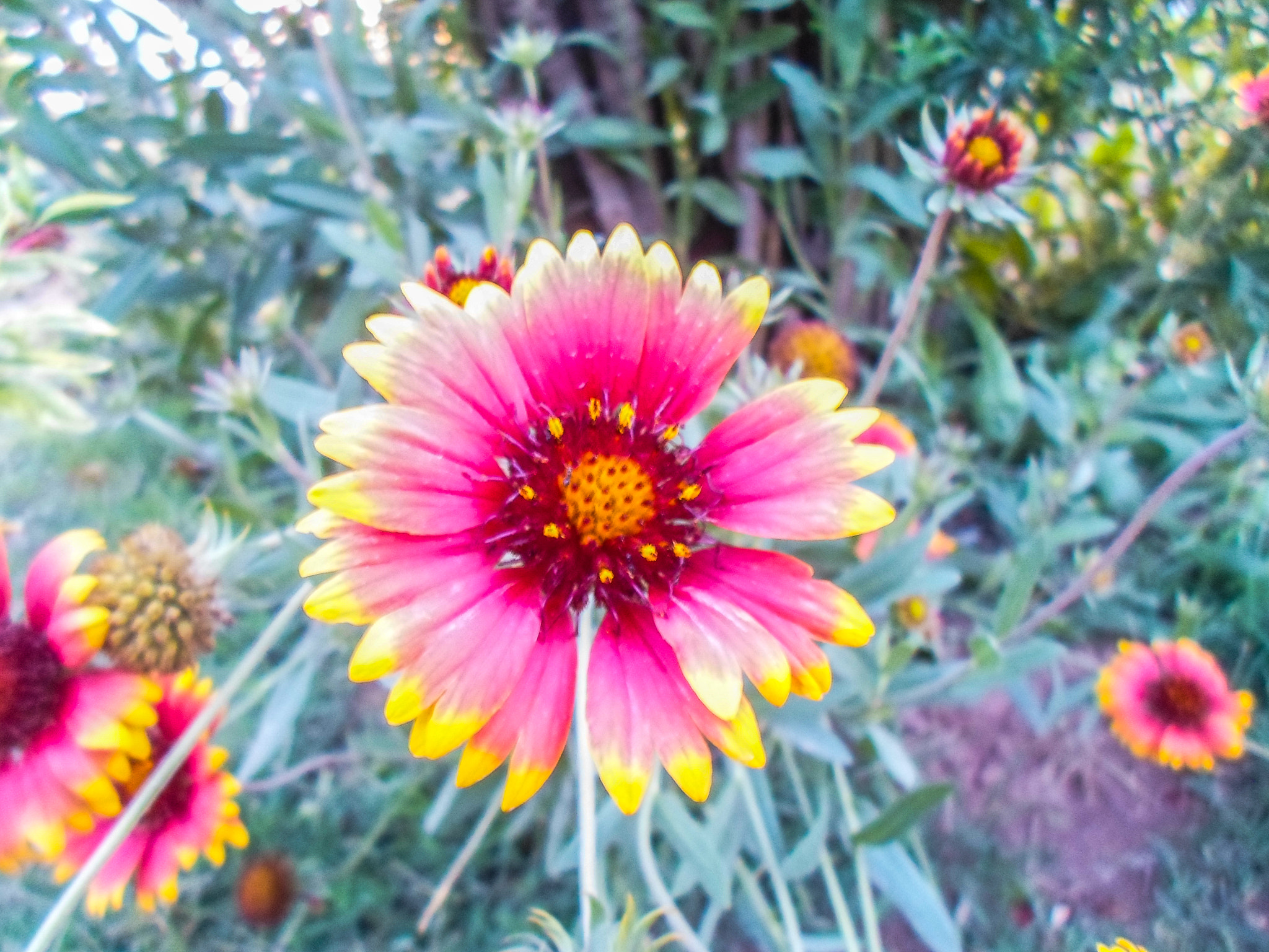 Samsung ST66 / ST68 sample photo. Blanket flower photography