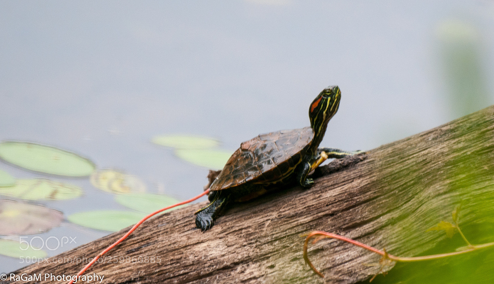 Nikon D300 sample photo. Red-eared slider photography