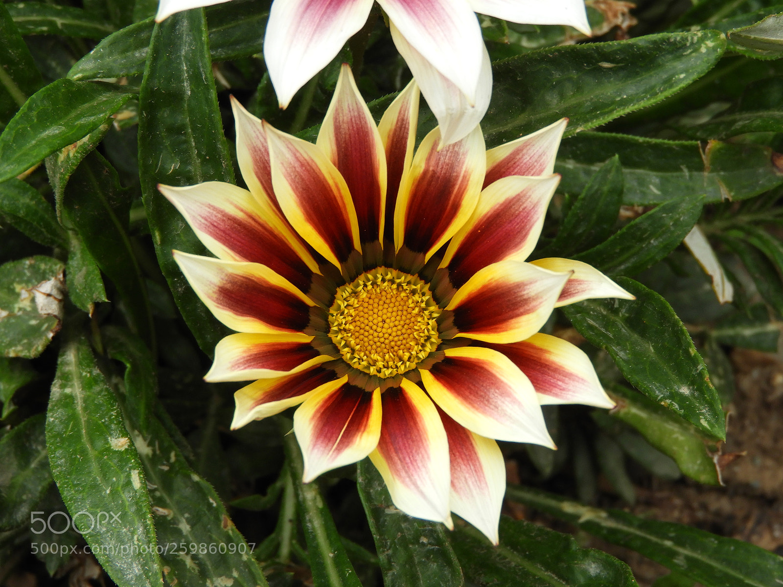 Nikon Coolpix B700 sample photo. Perfect symmetry.... photography