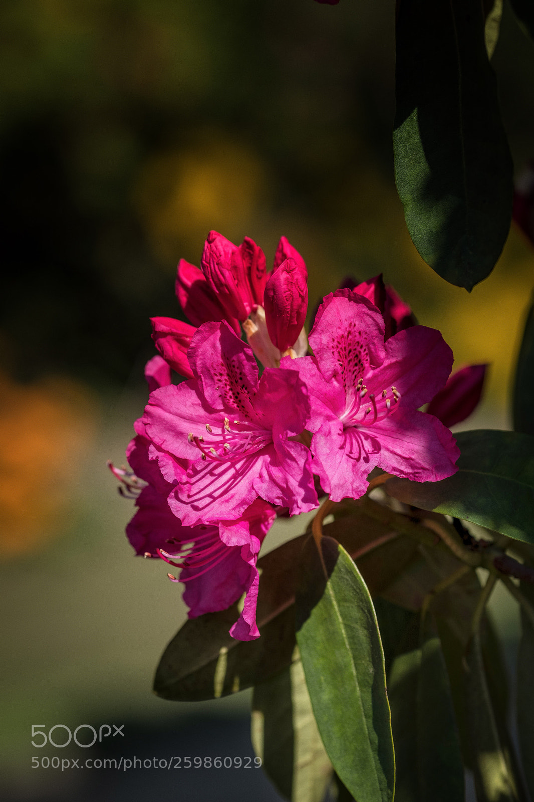 Fujifilm X-T2 sample photo. Rhododendron in red photography