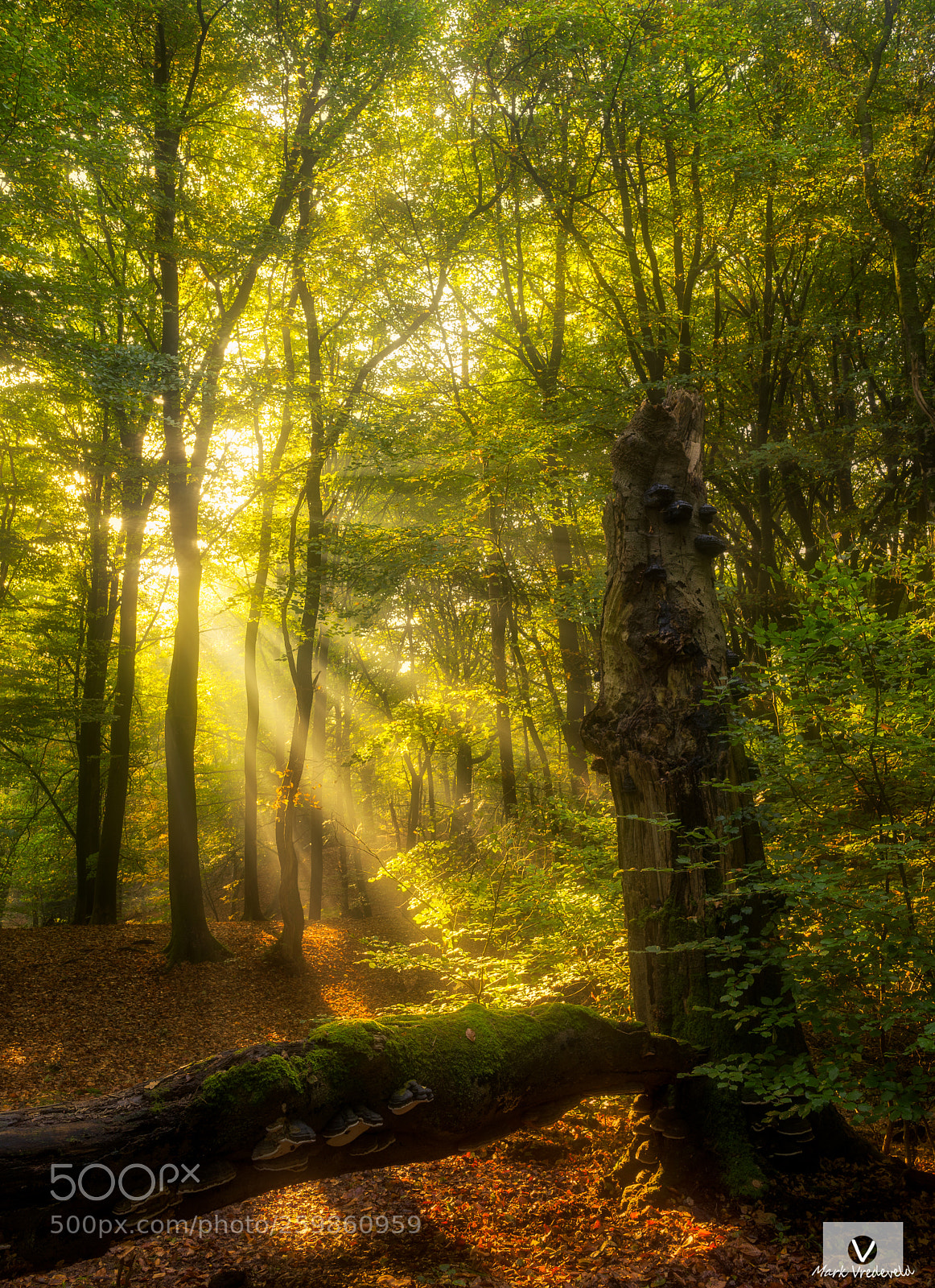 Sony a7 sample photo. Speulderbos photography