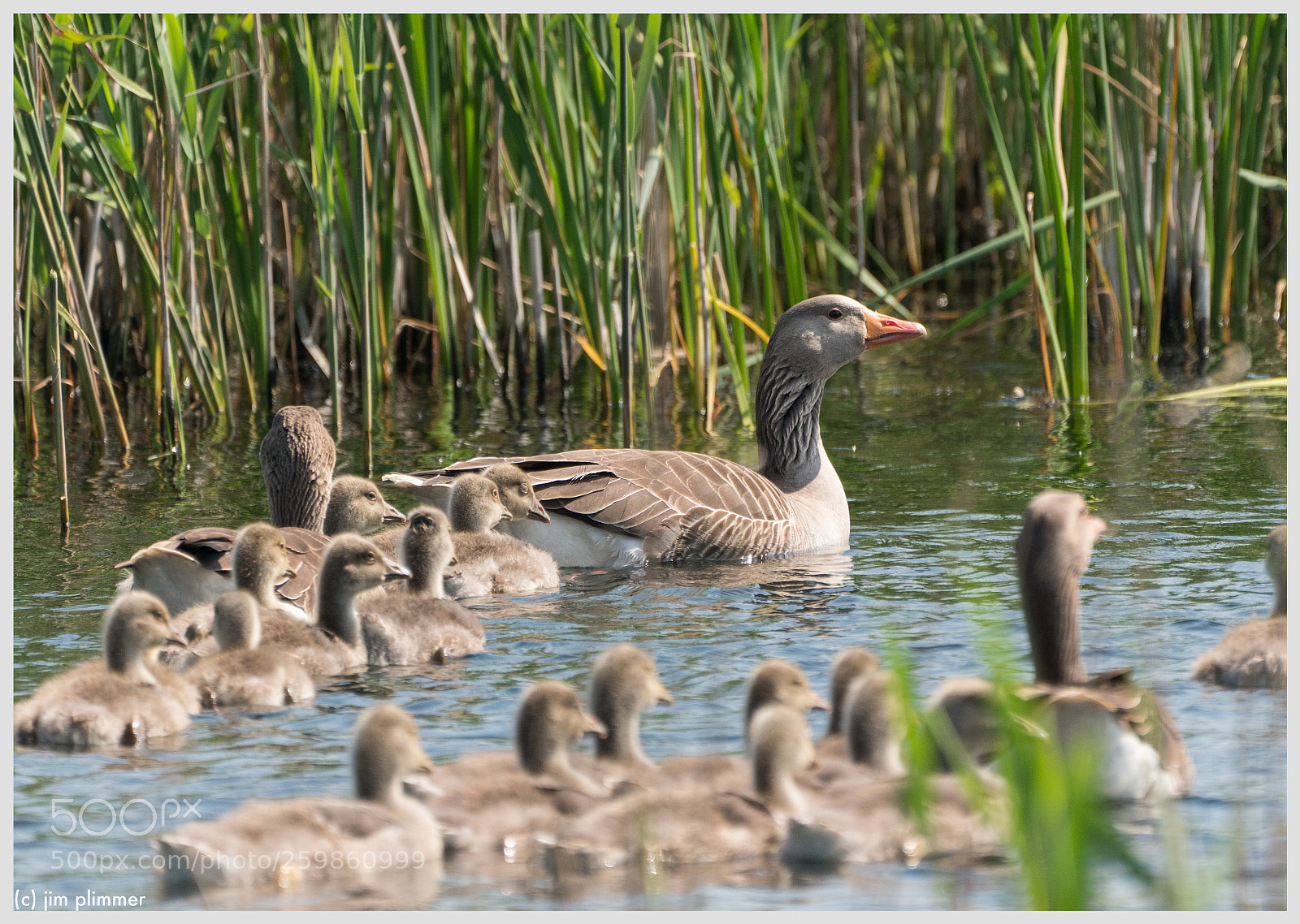 Sony a7R III sample photo. Greylag geese photography