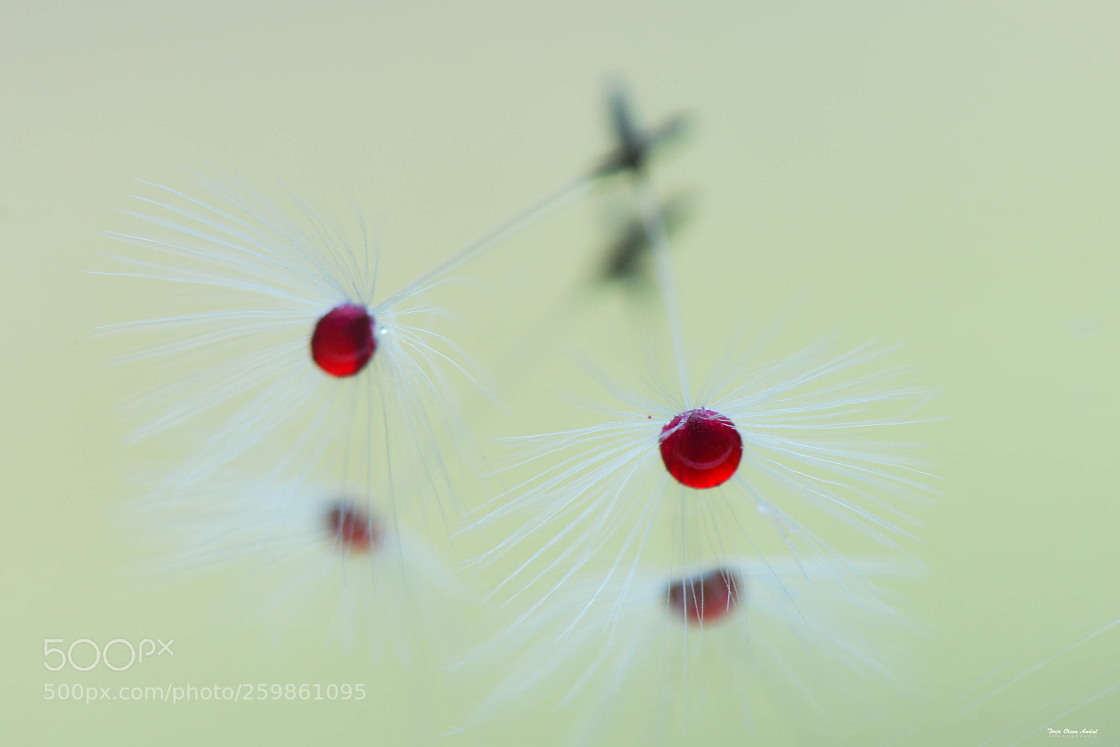 Nikon D800 sample photo. Dandelion seed photography