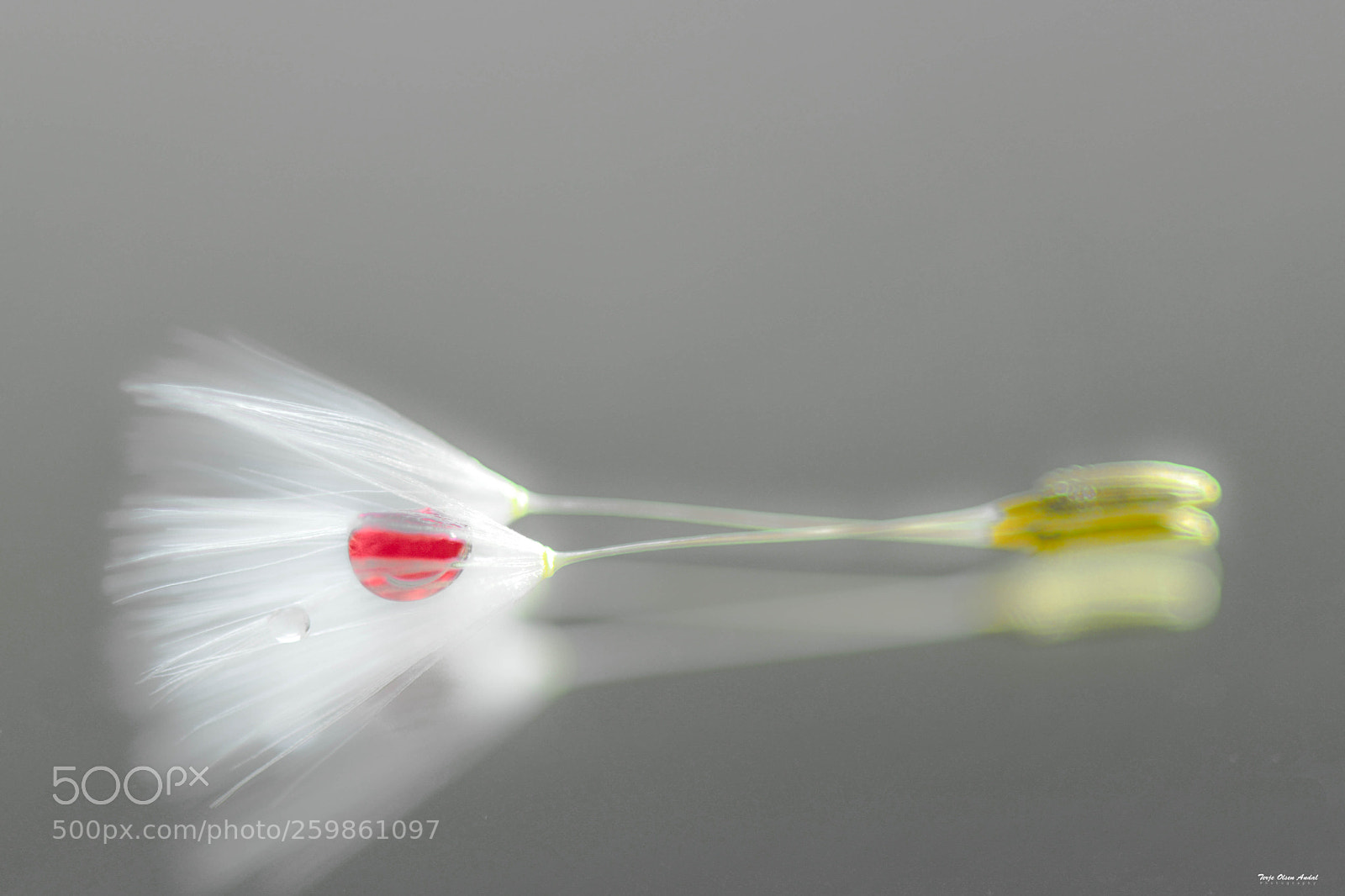 Nikon D800 sample photo. Dandelion seed photography
