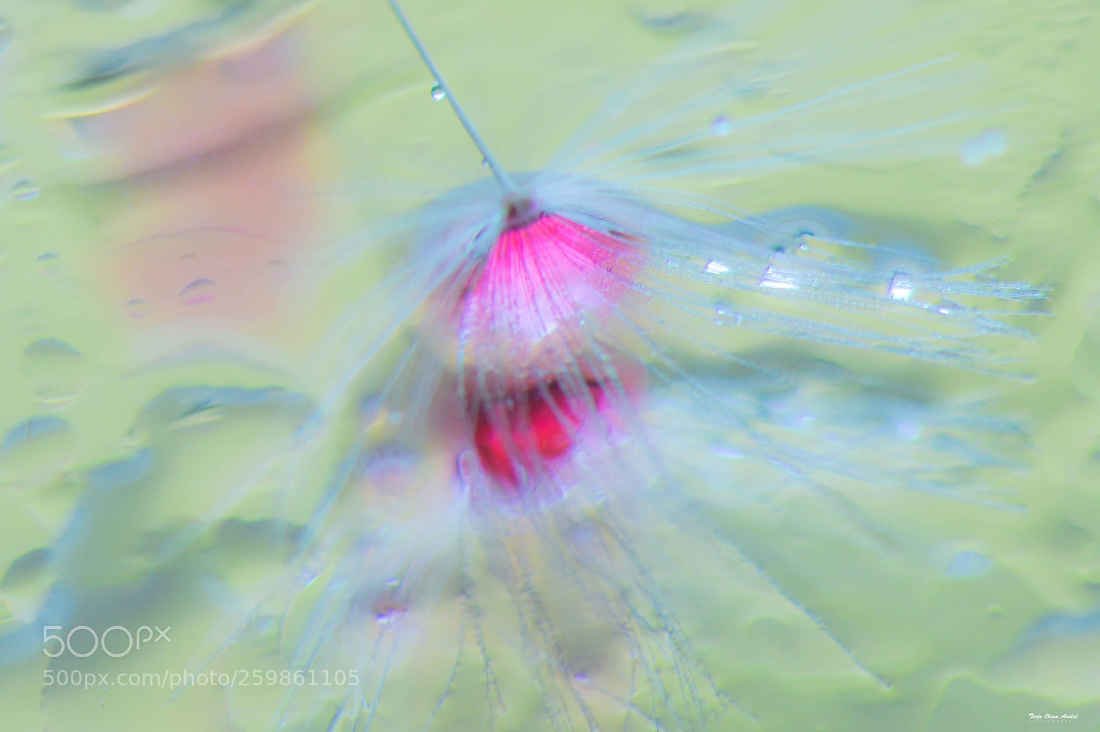 Nikon D800 sample photo. Dandelion seed photography