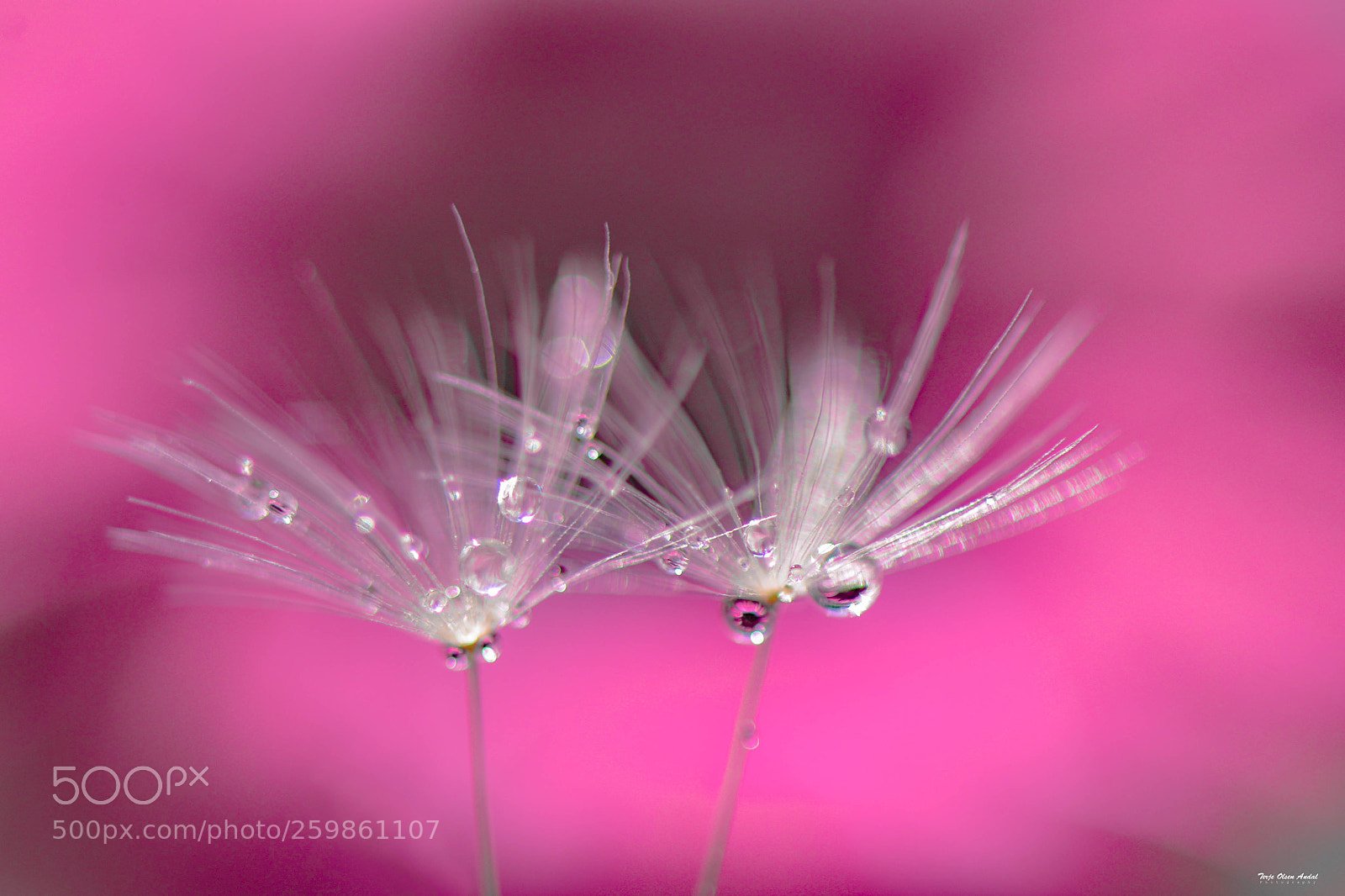 Nikon D800 sample photo. Dandelion seed photography