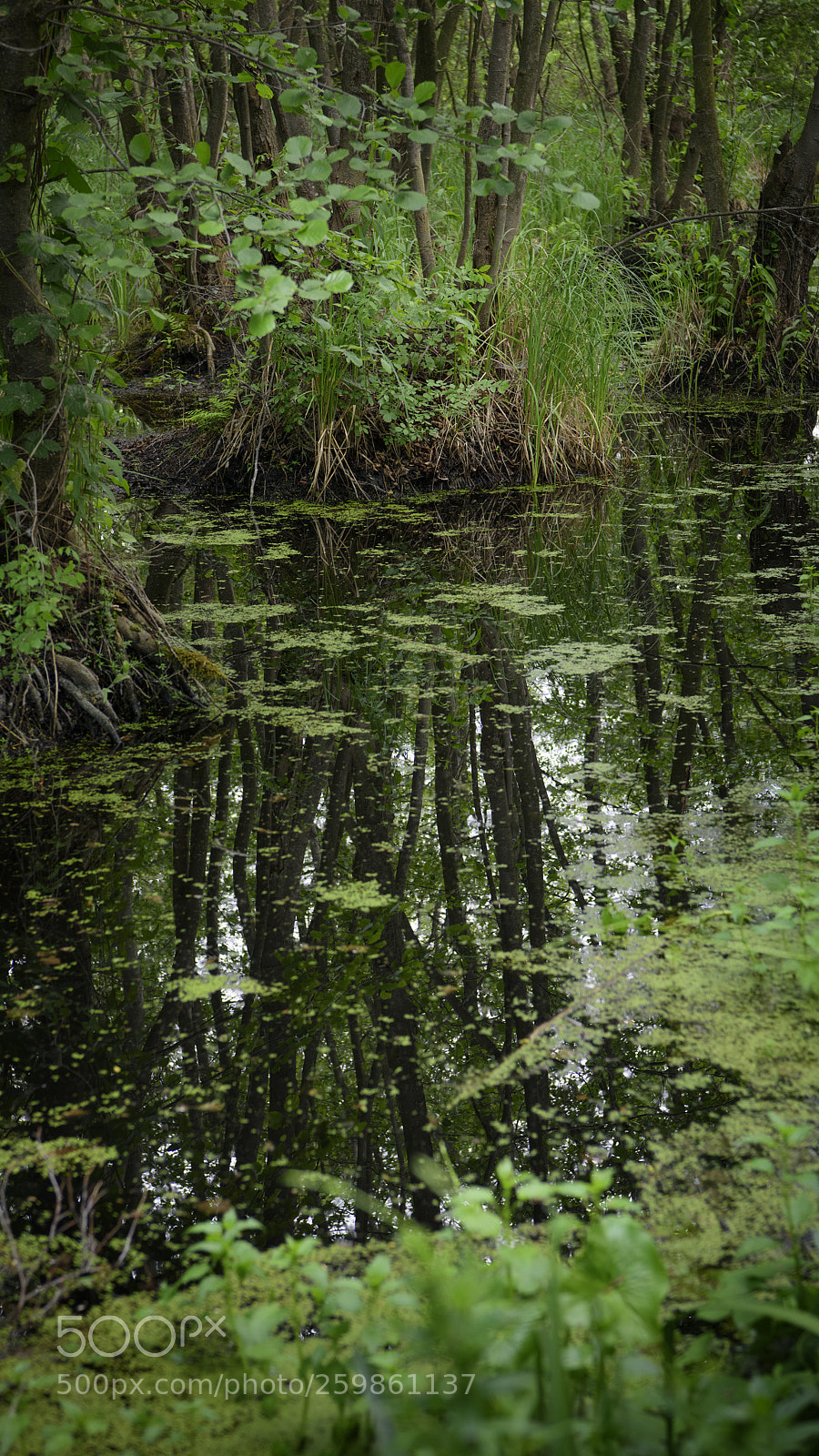 Nikon D810 sample photo. Reflection photography