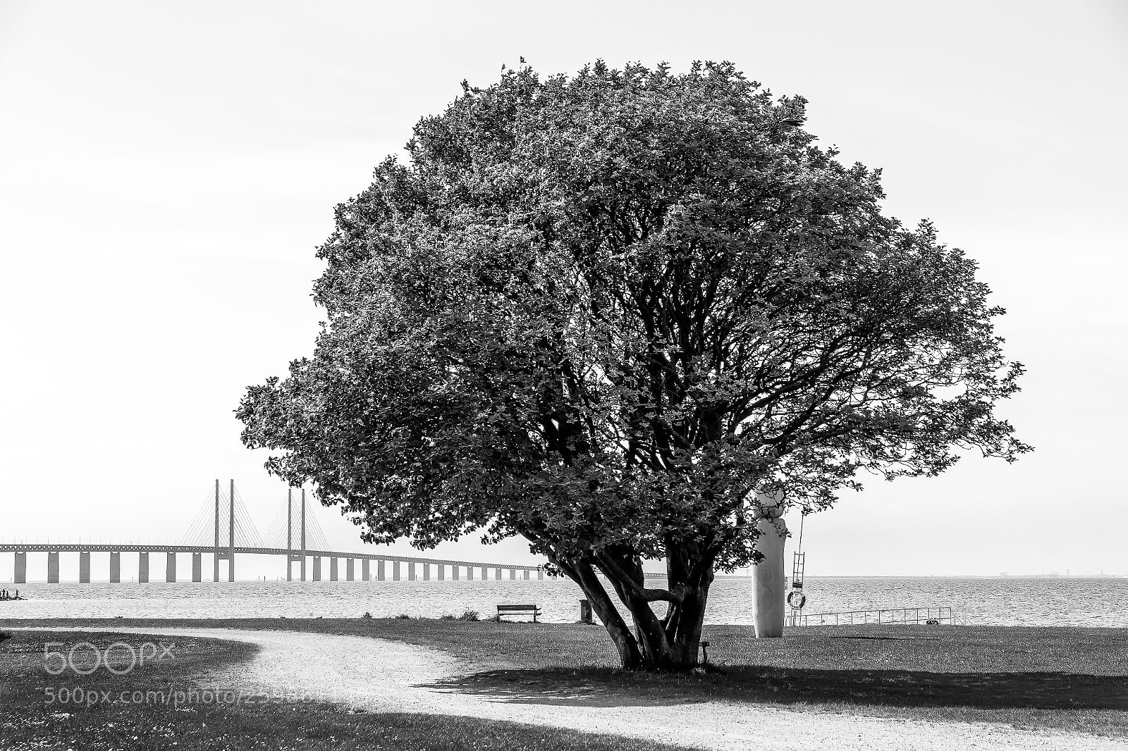 Canon EOS 6D sample photo. The majestic tree photography