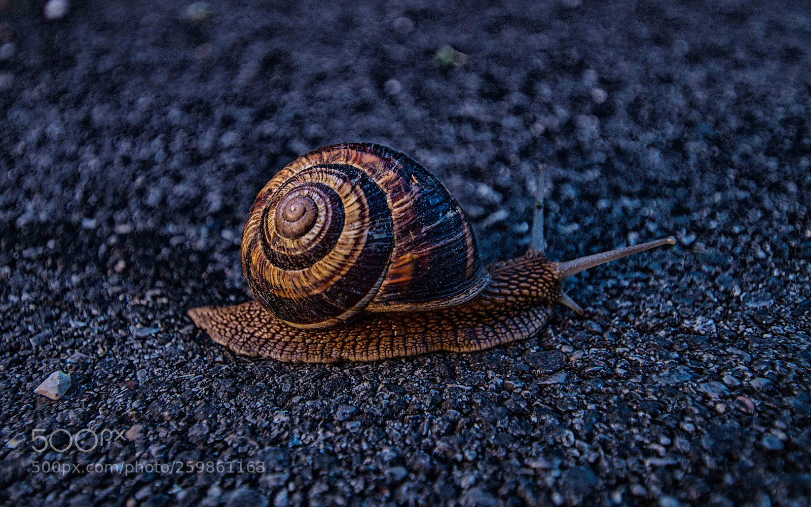 Sony SLT-A58 sample photo. Snail photography