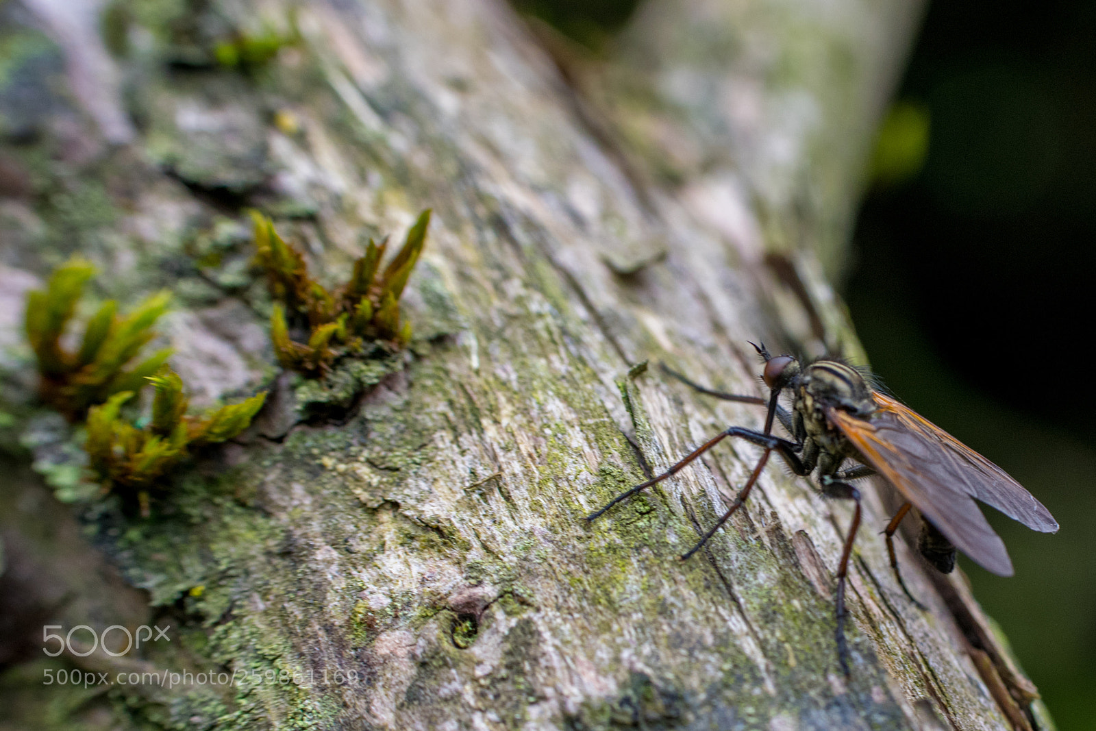 Nikon D5300 sample photo. Insect on tree photography