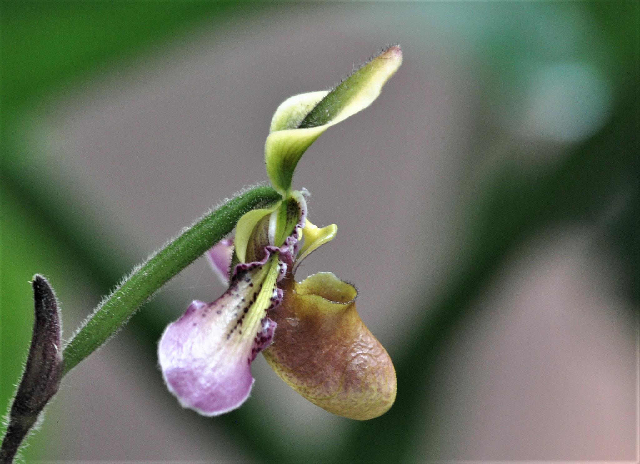 Nikon D90 sample photo. Orchid photography