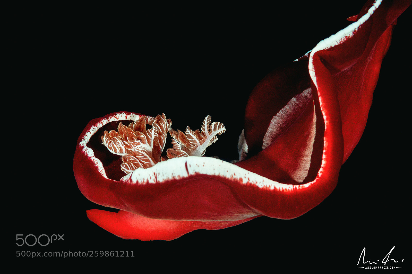 Nikon D7200 sample photo. Spanish dancer photography