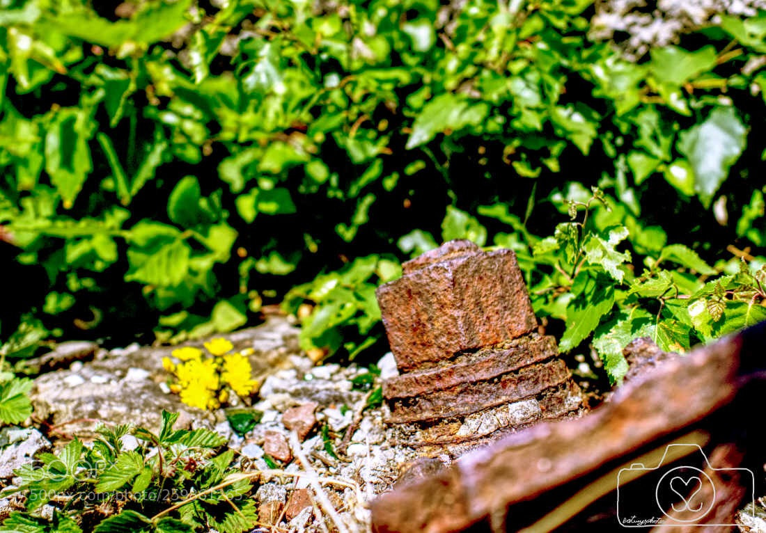 Olympus OM-D E-M10 II sample photo. Rusty photography