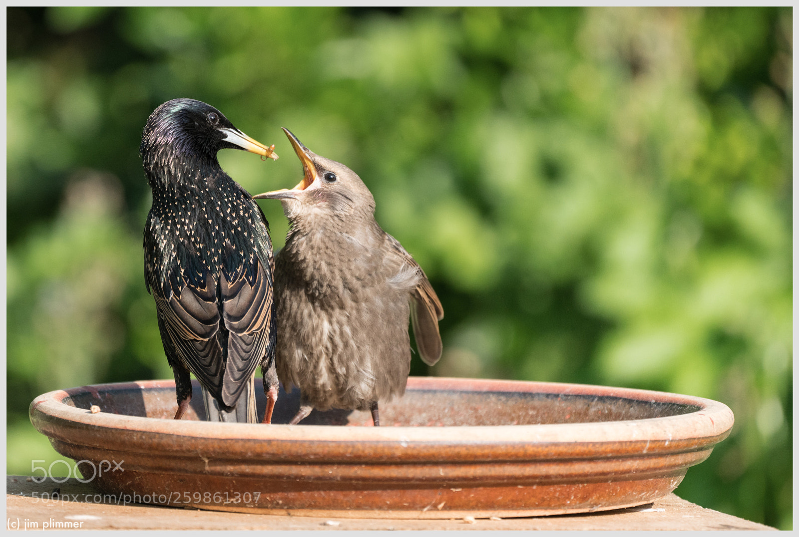 Sony a7R III sample photo. Feed me photography