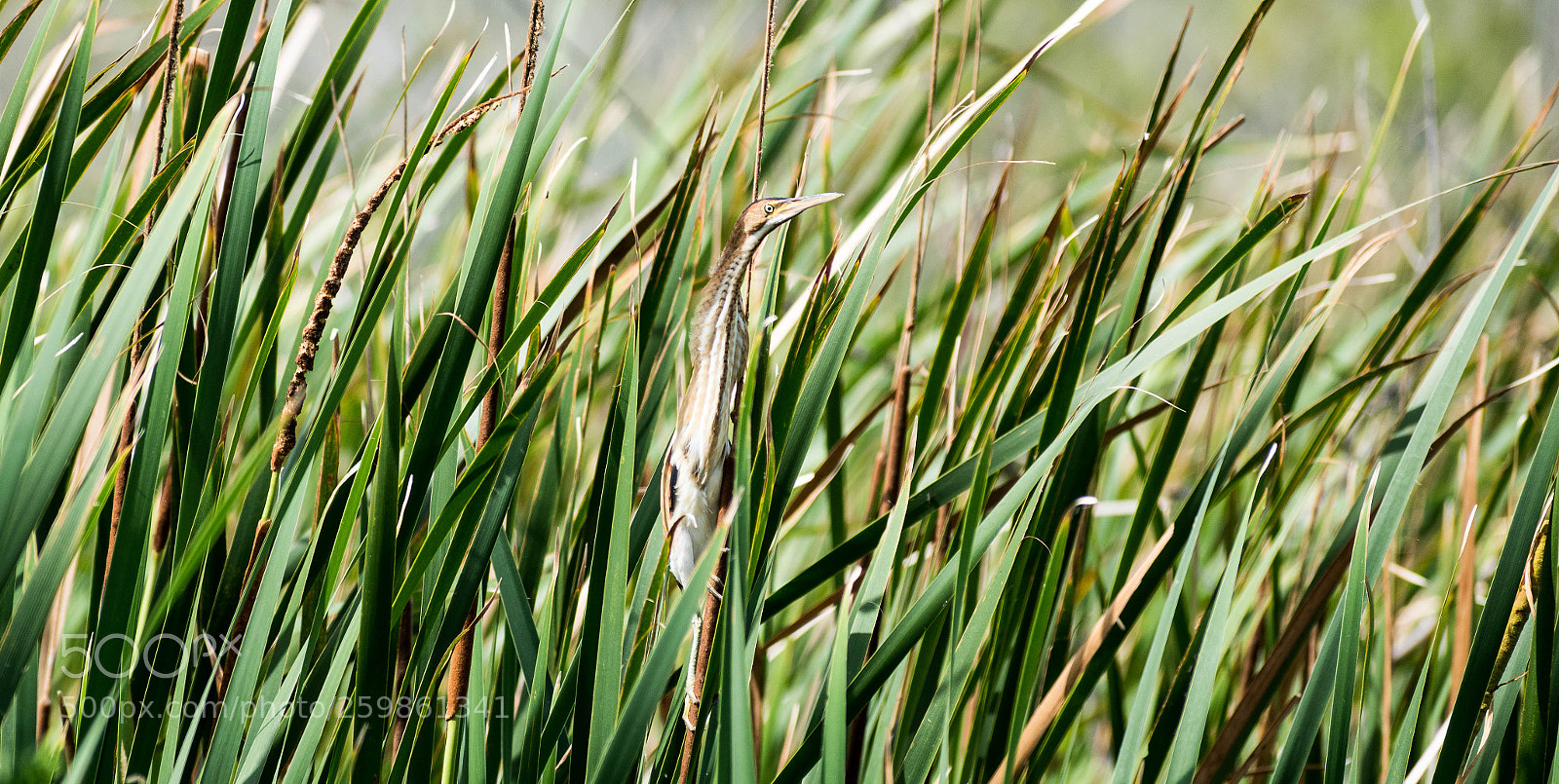 Nikon D5500 sample photo. Least bittern photography